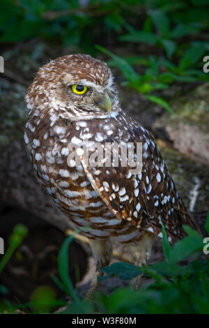 Un gufo scavando sorge vicino alla metropolitana nest al tramonto. Fotografato in Everglades della Florida. Foto Stock