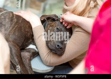 Medico Veterinario effettua una ecografia e cardiogram del cuore di un cane in ufficio di una clinica veterinaria. Foto Stock