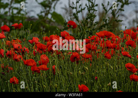 Wild papaveri di mais. Foto Stock