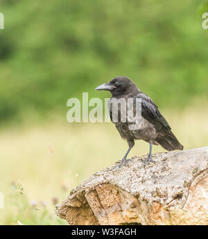 Un singolo crow (Corvus corone) in piedi su un albero morto il moncone con copia spazio. Foto Stock