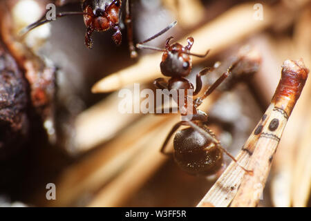 Microcosmo del mondo degli insetti non visibili ad occhio nudo. un insetto, il ritratto di ant Foto Stock