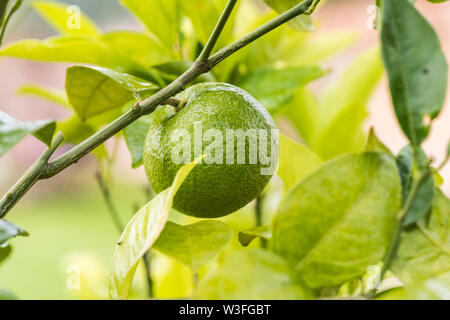 Mature, Wild/alpine fragola, sull'impianto. Un acino tra foglie verdi Foto Stock