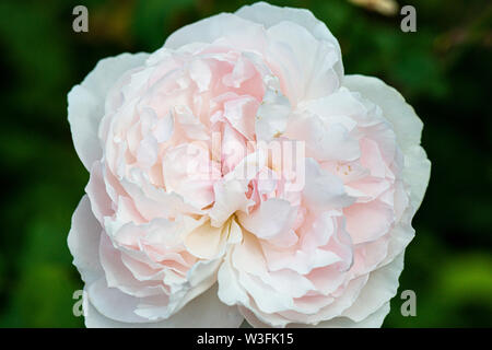 Il fiore di una rosa "Fantin-Latour' (Rosa "Fantin-latour') Foto Stock