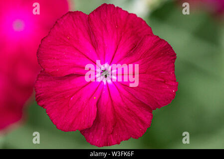 Il fiore di una rosa campion (Lychnis coronaria) Foto Stock