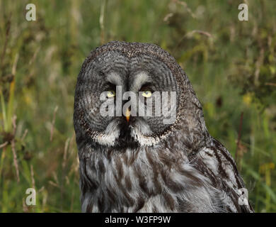 Grande gufo grigio, Strix nebulosa, testa, primo piano Foto Stock