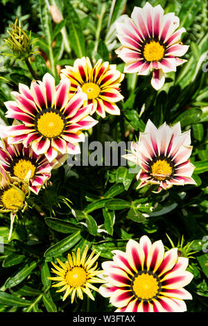 Gazania rigens, 'grande bacio fiamma bianco.' fiori bianchi con rose-red stripes. AKA treasure fiore. Un perenne in climi caldi e un annuale a freddo. Foto Stock