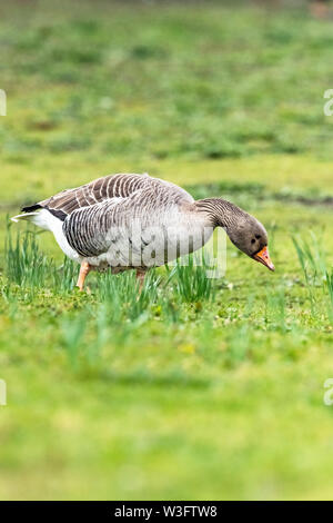 Oca Graylag in cerca di cibo Foto Stock