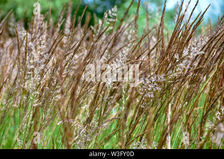 Phragmites australis (Reed comune). Natura sfondo di erba Foto Stock