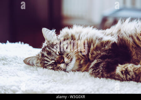 Adorable sleeping cat. Grigio kitty prende un pisolino. Il sonno degli animali, animale nap. Simpatici animali. Il gatto è sdraiato su soffici coperta. Cuteness, concetto di innocenza. Foto Stock