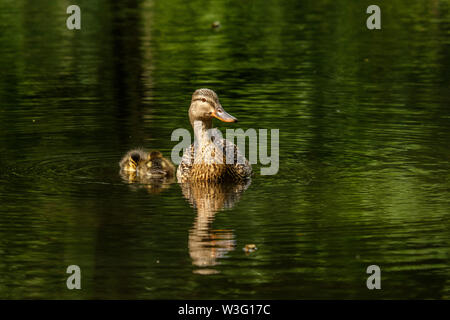 Mallard ano platyrhynchos con giovani Bushy Park Hampton Londra Inghilterra REGNO UNITO Foto Stock