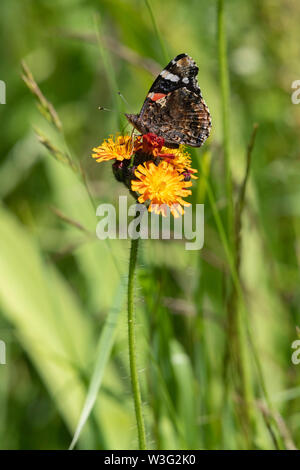 Un Rosso Admiral Butterfly (Vanessa Atalanta) su 'Fox e lupetti' (Hieracium Aurantiacum), comunemente noto come 'Grim il Collier' Foto Stock