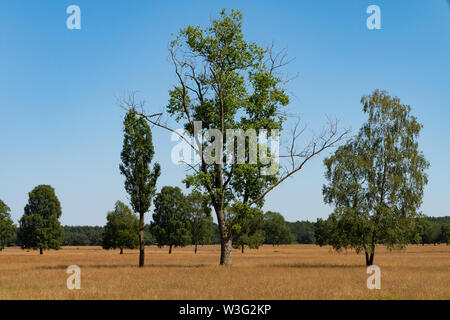 Alcuni alberi solitari su golden erba cercando come una savana erba - deserto Foto Stock