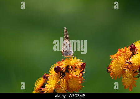 Un dipinto di Lady Butterfly (Vanessa Cardui) seduto sul Millefiori 'Fox e lupetti' (Hieracium Aurantiacum) con uno sfondo verde Foto Stock