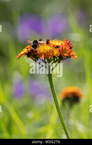 Un White-Tailed Bumblebee (Bombus Lucorum) avvicinando il Millefiori 'Fox e lupetti' (Pilosella aurantiaca), noto anche come 'Missionary weed' Foto Stock