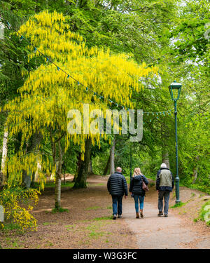Persone che camminano in Ness Isola con colorate il Maggiociondolo albero in fiore, Inverness, Scotland, Regno Unito Foto Stock