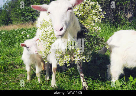 Due Bianco capre piedi tra erba verde sulla calda giornata di primavera. La madre e il figlio di lei, indossando una ghirlanda di fiori sul suo collo, sorridente, posa per venuto Foto Stock