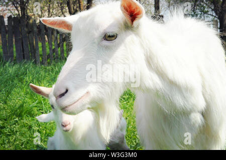 Primo piano di una capra bianca piedi tra erba verde su una calda giornata di primavera. Una madre e il suo bambino in appoggio e trascorrere del tempo insieme. Capra è sorridente Foto Stock