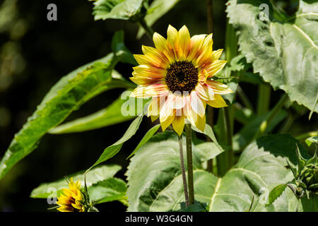 Girasole comune crescere all'aperto in un giardino botanico. Il suo nome binomiale è Helianthus annuus. Girasoli crescono meglio in pieno sole. Foto Stock