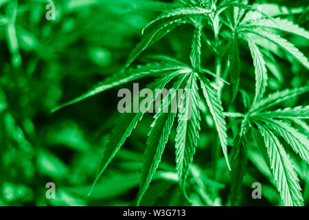 Foglie di marijuana, cannabis su uno sfondo scuro, bello sfondo, la coltivazione indoor Foto Stock