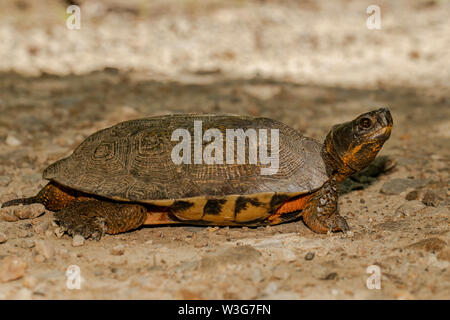 Legno maschio turtle attraversare una strada forestale - Glyptemys insculpta Foto Stock