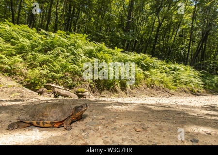 Legno maschio turtle attraversare una strada forestale - Glyptemys insculpta Foto Stock
