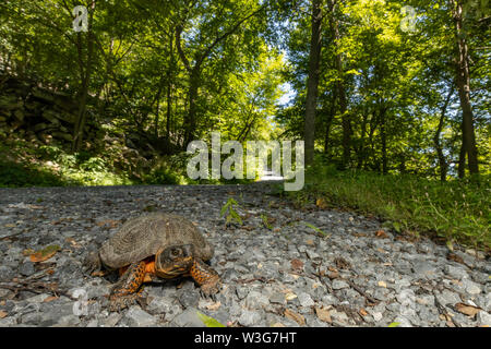 Legno maschio turtle attraversare una strada forestale - Glyptemys insculpta Foto Stock