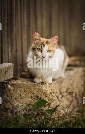 Arancione e bianco gatto con gli occhi gialli, rosa naso lungo e baffi seduto sul muretto, marrone recinzione in legno in background. Erba verde in primo piano. Foto Stock