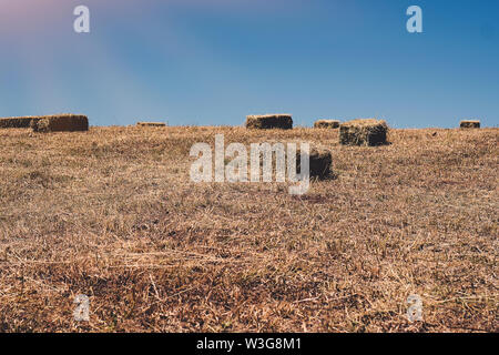Settore agricolo il cui raccolto di grano raccolti. Balle di paglia di forma quadrata. La foto è stata scattata con una piccola profondità di campo. Foto Stock