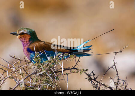 Lilla-rullo brested uccello, il Parco Nazionale di Etosha, Namibia Foto Stock