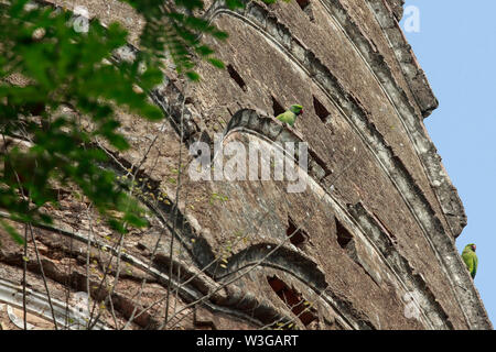 Rose-inanellati parrocchetto, localmente denominata Shabuj Tia appollaiate sul muro di Sonarang Twin Tempio. Munshiganj, Bangladesh. Foto Stock