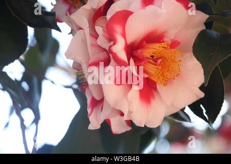 Chiudere fino a un rosso e bianco di camellia fiore nel sole di mattina. Comunemente chiamato japanese camellia flower o un fiore di tsubaki. Foto Stock