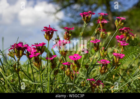 Di fiori alpini Dianthus carthusianorum certosini (rosa). Bassa prospettiva. Valle d'Aosta, Italia. Foto scattata a un'altitudine di 1700 metri. Foto Stock