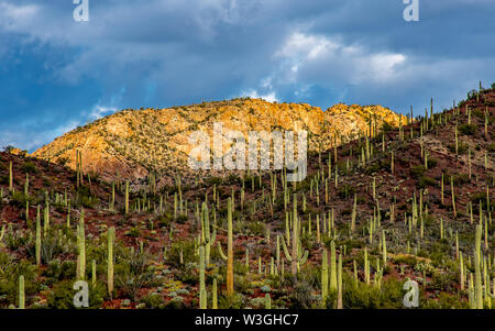 Cacti punteggiano il paesaggio con le montagne in distanza Foto Stock