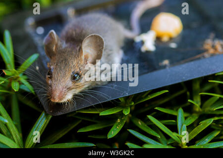 Mouse ucciso in un indizio del mouse trappola del vassoio sul pavimento in legno home Foto Stock