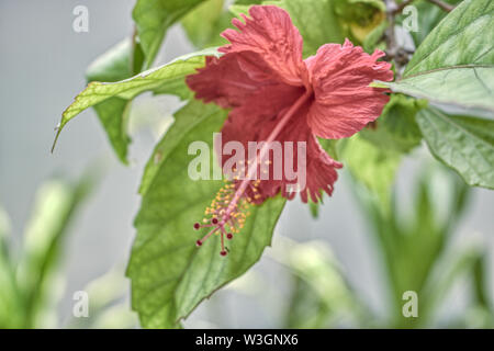 Questa unica foto mostra il bel fiore rosso di un ibisco grande arbusto. Questa foto è stata scattata alle Maldive Foto Stock