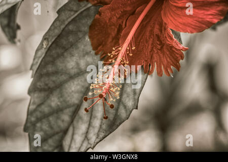 Questa unica foto mostra il bel fiore rosso di un ibisco grande arbusto. Questa foto è stata scattata alle Maldive Foto Stock