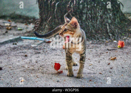 Questa singolare mostra fotografica di una giovane wild cat nella sabbia. Questa foto è stata scattata alle Maldive Foto Stock