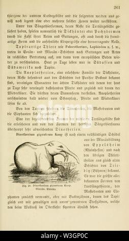 Chs. Darwin's Lehre von der Entstehung der arten pflanzen im- und thierreich in ihrer anwendung auf die schöpfungsgeschichte (pagina 261) Foto Stock