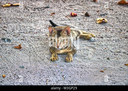 Questa singolare mostra fotografica di una giovane wild cat nella sabbia. Questa foto è stata scattata alle Maldive Foto Stock