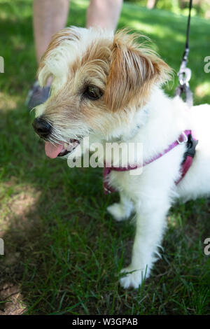 Un filo pelose Jack Russell Terrier mix cane, che è cieca da un occhio, raffigurato all'esterno. Foto Stock