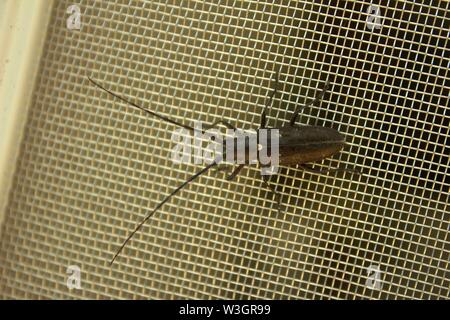 Un bianco macchiato Sawyer Beetle su una porta dello schermo Foto Stock