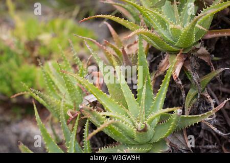 Aloe spinosissima piante. Foto Stock