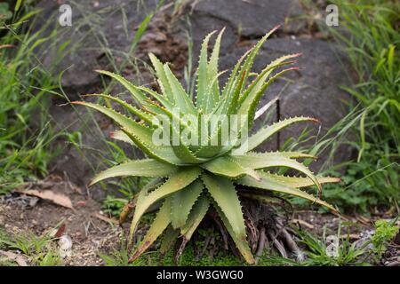 Aloe x spinosissima "ragno aloe'. Foto Stock