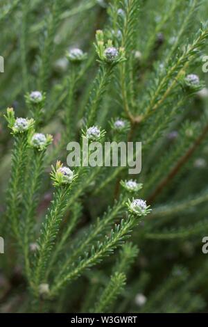 Leucadendron linifolium impianto, noto anche come Mini silver palle. Foto Stock