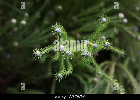 Leucadendron linifolium impianto, noto anche come Mini silver palle. Foto Stock