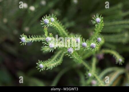 Leucadendron linifolium impianto, noto anche come Mini silver palle. Foto Stock