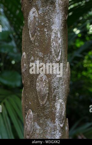 Chiusura del tronco di una Cyathea cooperi, noto anche come la struttura australiano di felce. Foto Stock