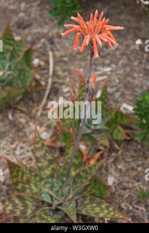 Una fioritura Aloe maculata pianta. Foto Stock