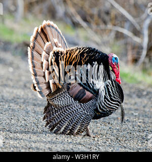 Maschio del Merriam turchia (Meleagris gallopavo merriami) strutting nella contea di Washington, Idaho Foto Stock