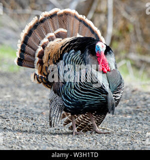 Maschio del Merriam turchia (Meleagris gallopavo merriami) strutting nella contea di Washington, Idaho Foto Stock